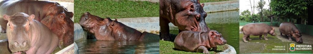 Hipopótamos do ZOO BH