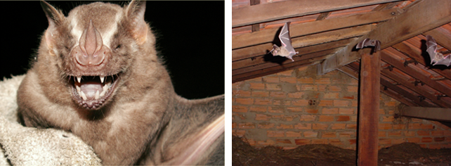 morcego frugívoro e morcego nectarívoro