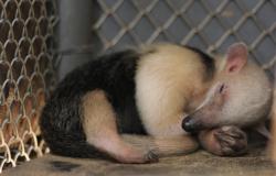  Filhote de tamanduá-mirim nasce no Zoo de BH