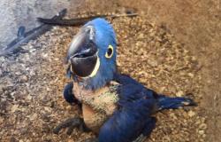 Zoológico de BH registra mais um nascimento de arara-azul-grande 