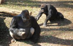 Zoológico de Belo Horizonte comemora o Dia Mundial do Gorila