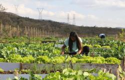 PBH promove ações na 15ª Feira de Agricultura Familiar de Minas Gerais