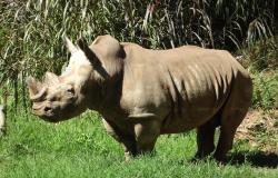 Rinoceronte branco, animal mais velho do Zoo de BH, coleciona curiosidades 