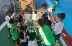 Emei cria borboletário integrado à Horta Escolar no Projeto Eco Escola