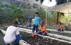 Seis alunos da escola integrada participam da horta comunitária na escola