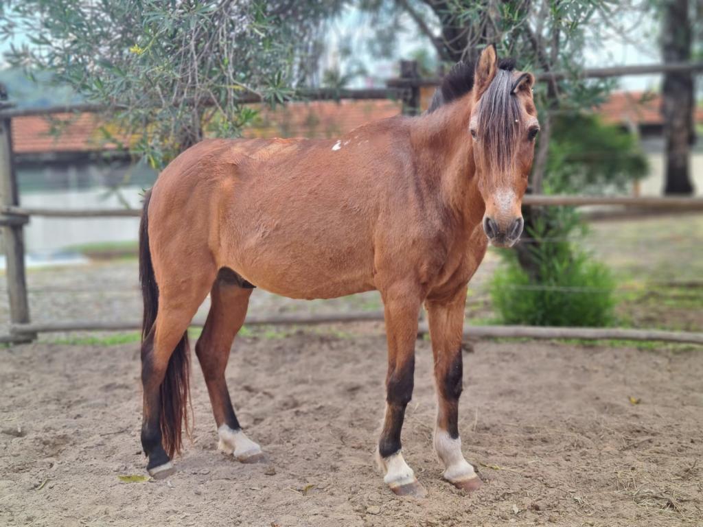 Cavalo abandonado na rua e com sinais de maus-tratos é resgatado