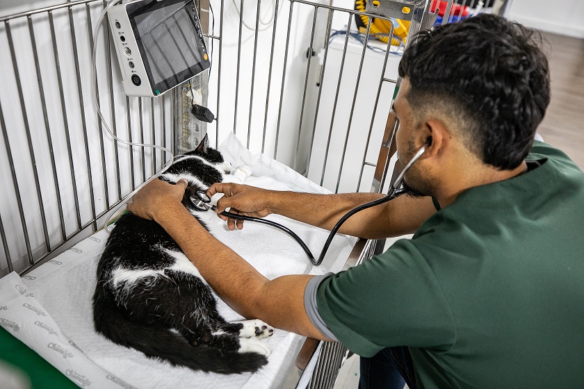 Imagem mostra um veterinário vestido com um jaleco verde atendendo a um cachorro de pequeno porte com pelagem escura e manchas brancas. O veterinário usa um etestoscópio.