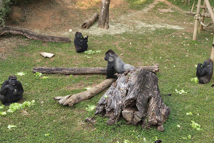 Dia Mundial do Gorila será celebrado nesta quinta-feira (24) com atividade educativa no Zoo de BH Imagem mostra 4 gorilas em um gramado. um deles está ao lado de um tronco de árvore. Há outros troncos espalhados pelo gramado. também há folhas de alface.