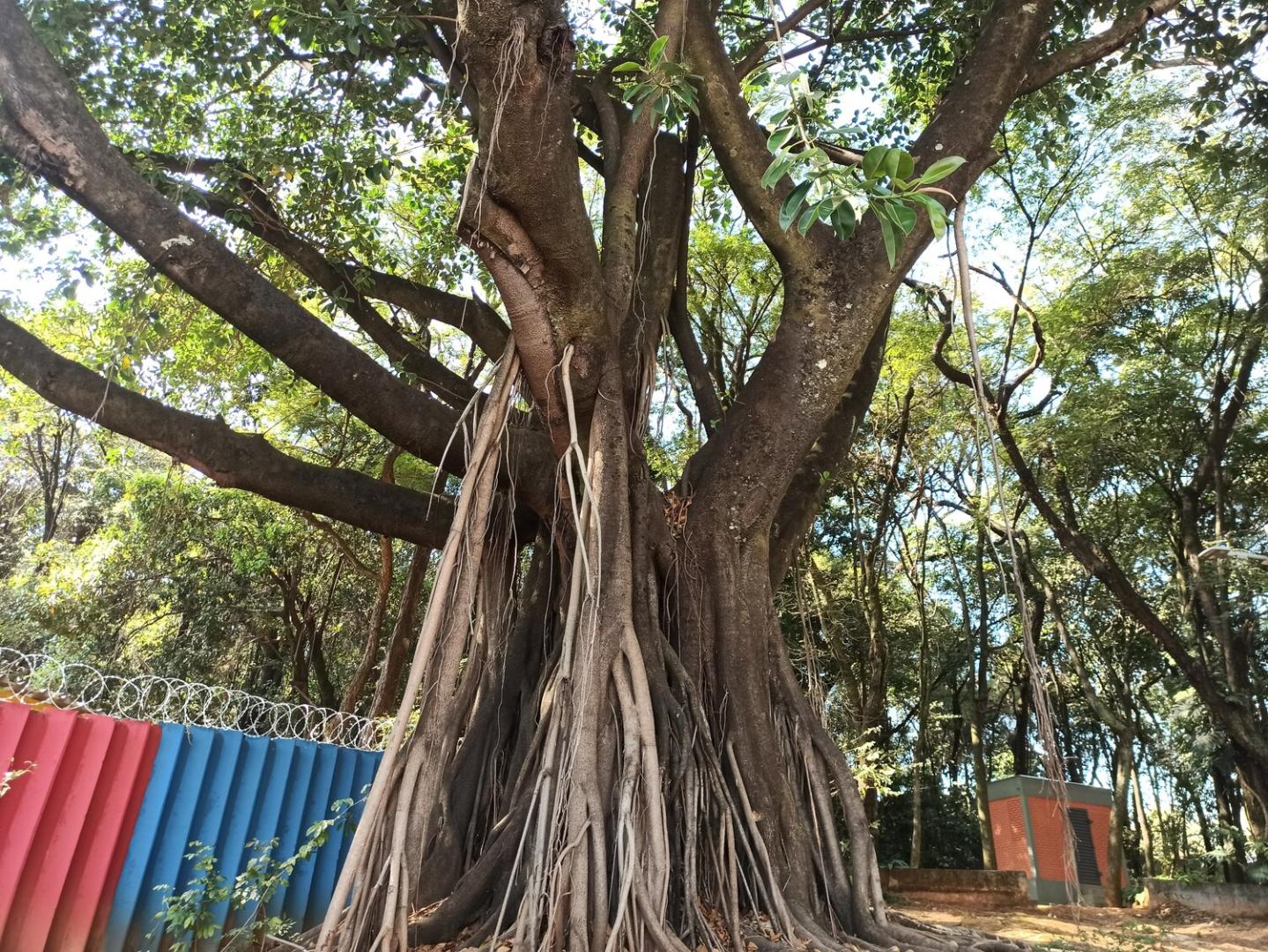Parque Alexander Brandt, em Venda Nova, oferece trilha interpretativa gratuita neste sábado (24) A imagem destaca uma figueira de grandes proporções (gênero Ficus), caracterizada por sua estrutura imponente e raízes aéreas abundantes.O tronco central é extremamente robusto, ramificando-se em grandes galhos horizontais.