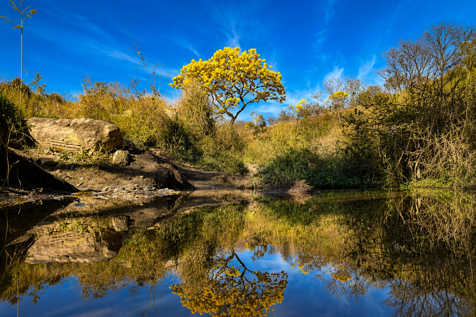 Mais 22 nascentes são identificadas no Bairro Capitão Eduardo e BH tem quase 1,2 mil catalogadas Paisagem natural destacando um ipê-amarelo florido e seu reflexo perfeito nas águas tranquilas de um pequeno corpo hídrico, sob um céu azul intenso.