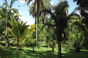 palmeiras.jpg
