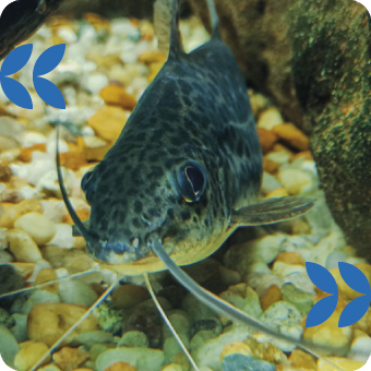 Peixes no aquário