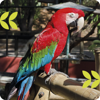 Imersão de aves