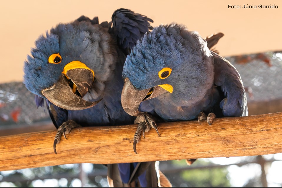 Arara Azul