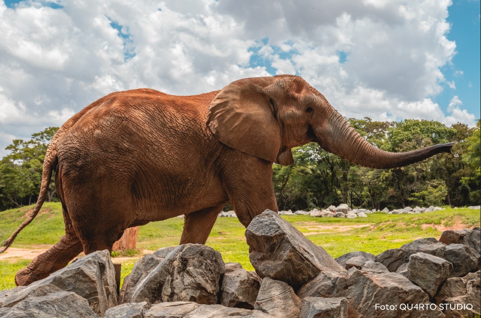 Elefante