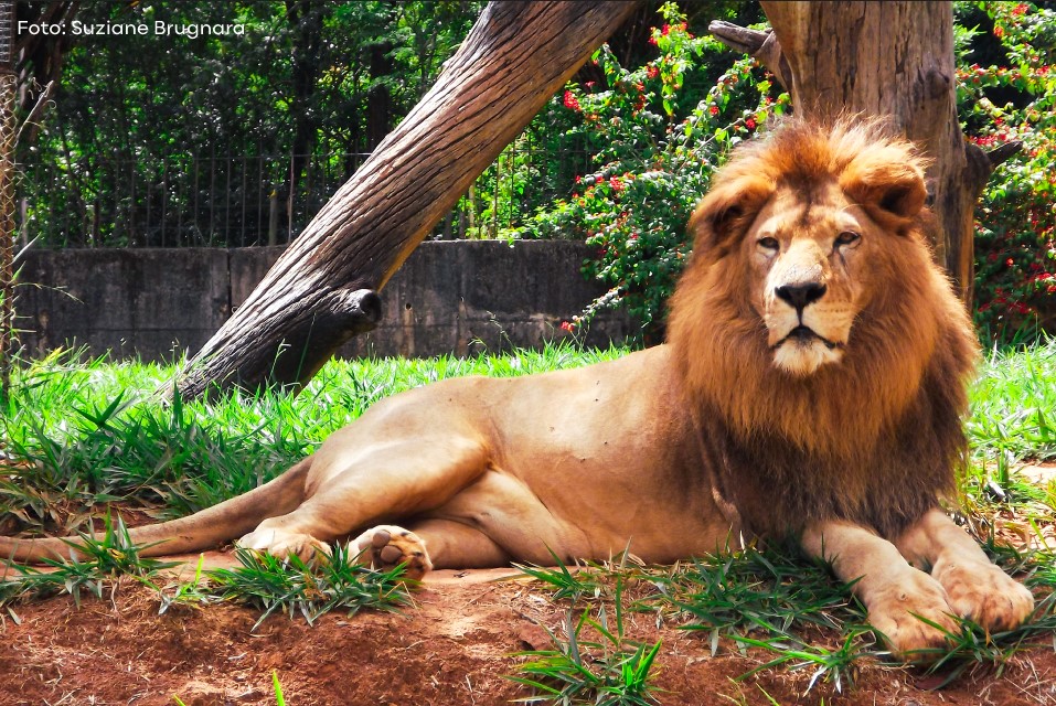 Leao