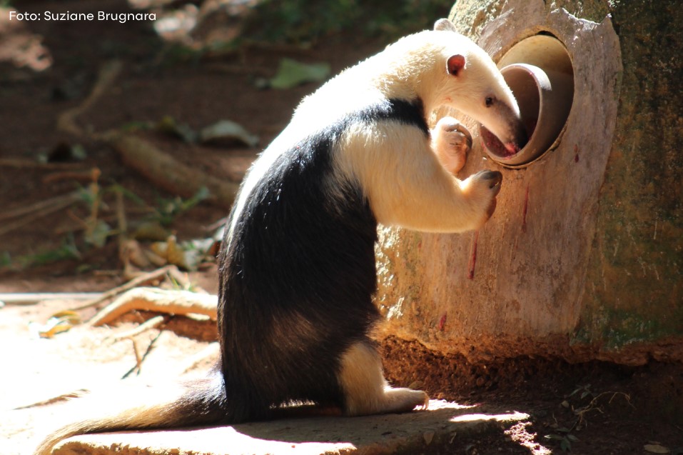 Tamandua Mirim