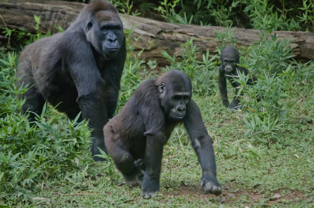 Grupo de gorilas do Zoológico de BH