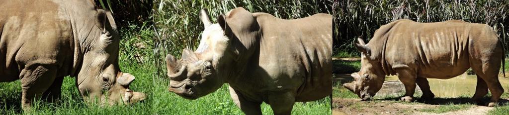 Dia Mundial do Rinoceronte