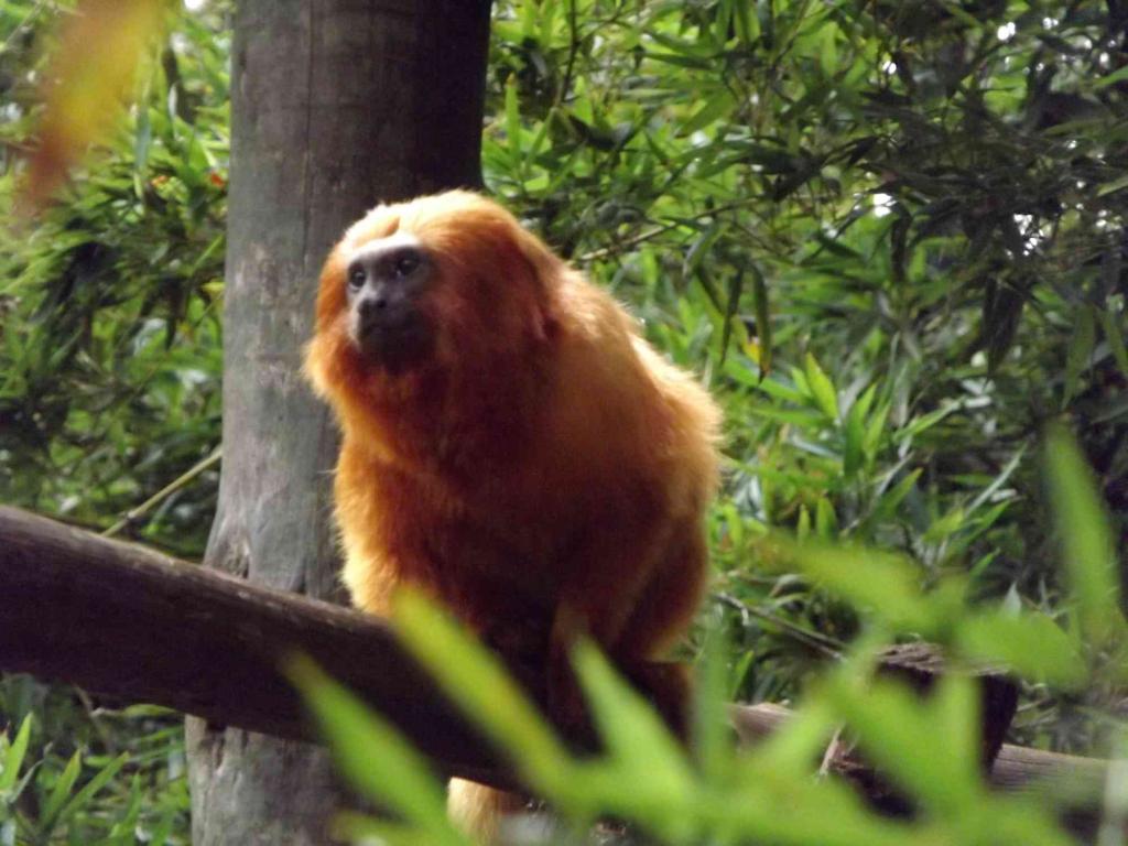 Macaco para colorir - Jardim Zoológico