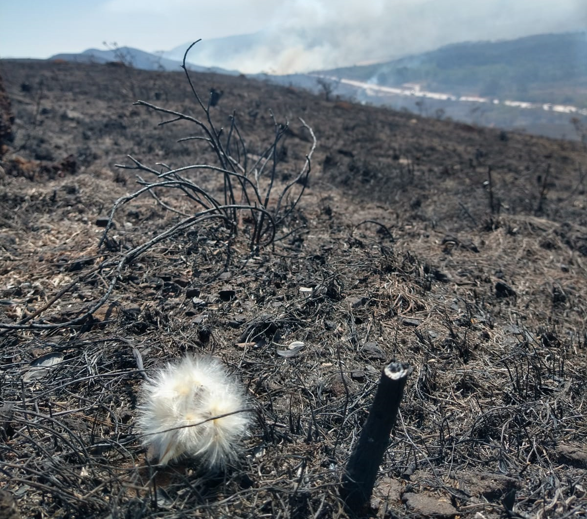 Fogo não planejado
