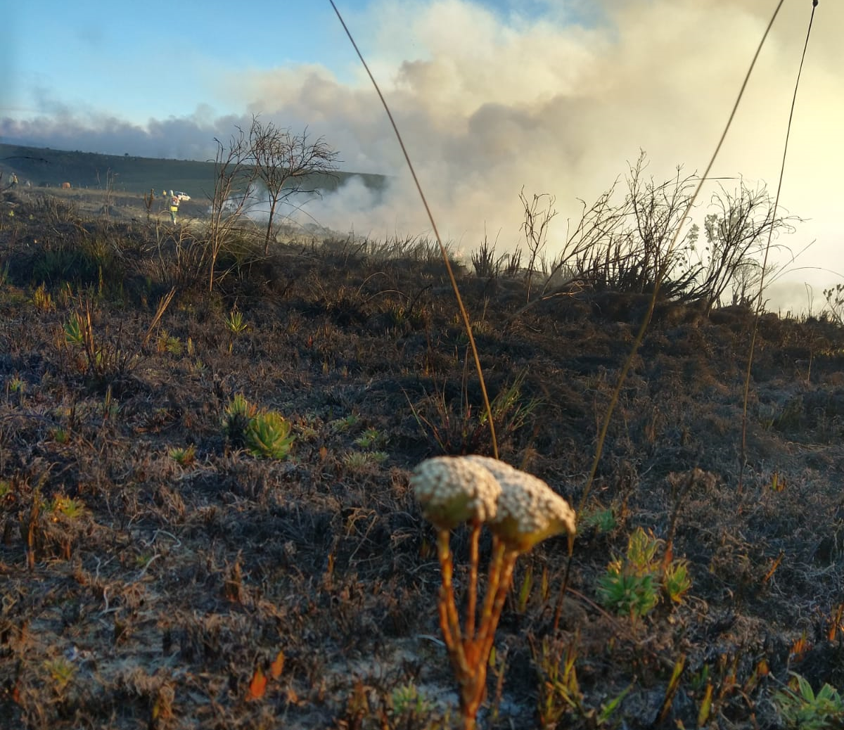 Fogo planejado