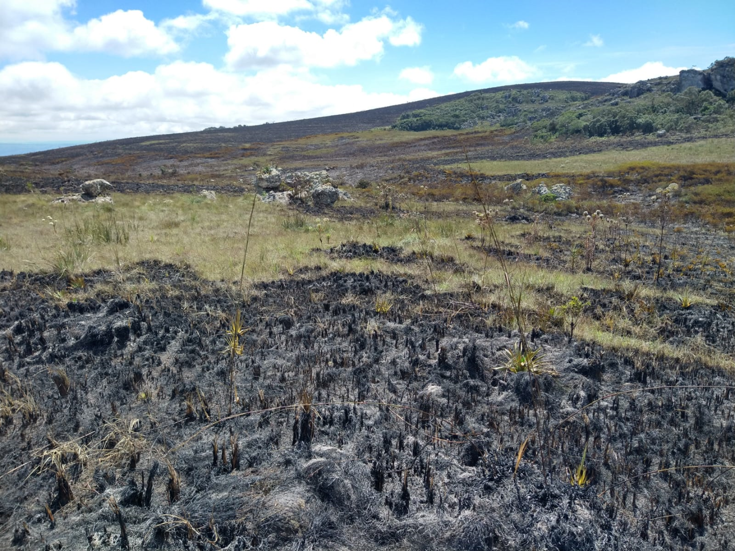 Fogo planejado