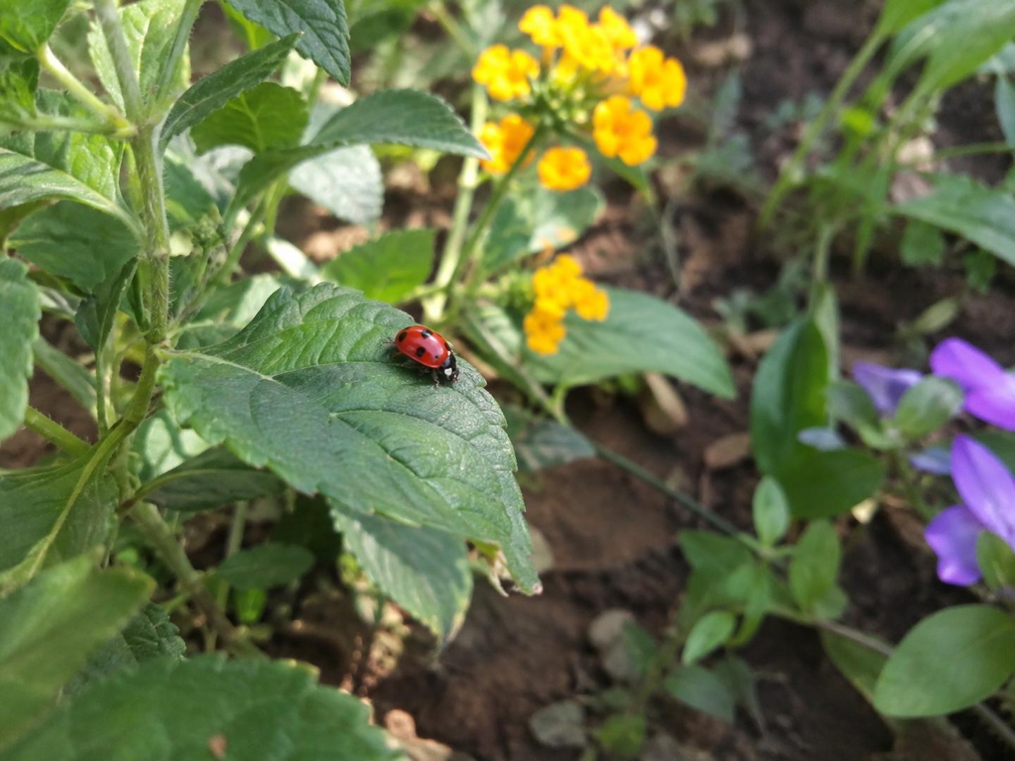 Oficinas sobre joaninhas e crisopídeos serão oferecidas gratuitamente nos Centros de Vivência Agroecológica Joaninha sobre uma folha verde em jardim com flores coloridas ao fundo.