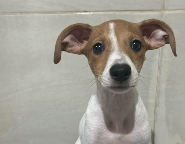 Amendoim Cão de pelagem branca e marrom