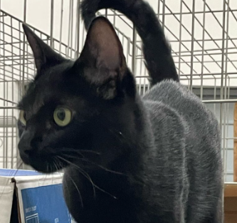 Gato adulto de olhos verdes e pelo preto