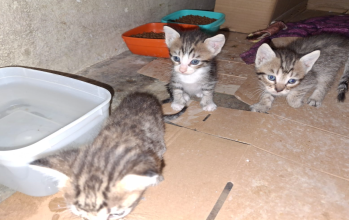 Fêmea (sem nome) GATINHA DE PELO CURTO, TIGRADO, OLHOS CLAROS AZUIS E SRD