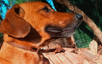 cão SRD, pelagem curta na cor caramelo, de porte médio e dócil