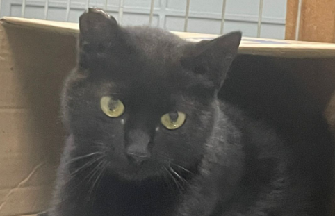 Gata preta de olhos verdes