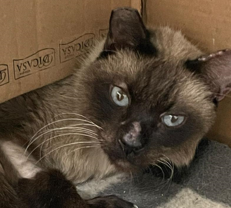 Gato adulto preto de olhos azuis