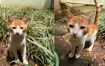 Léo Gatinho SRD, de aproximadamente 5 meses de idade, laranjinha com branco rajado, muito dócil e muito meigo.