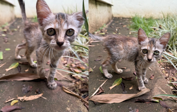 Gatinha SRD, aproximadamente 2 meses, amarelo amarronzado rajado. Gatinho que adora companhia, interage o tempo todo e faz questão de estar pertinho