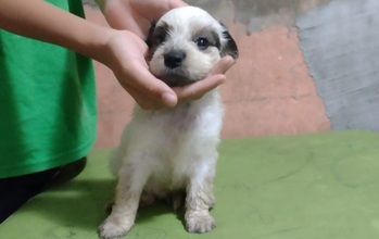 Filhote (sem nome) cachorrinha, filhote, pelagem média, toda branca com manchas cinzas nos olhos e orelhas. Muito fofinha.
