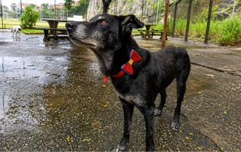 Cachorrinho SRD, pretinho, idoso, 10 anos de idade, porte médio e muito dócil