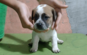 Filhote (sem nome) cachorrinha, filhote, pelagem curta, toda branca no corpo e com manchas marrons e pretas na cabeça. Muito lindinha.