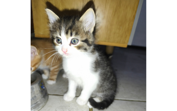 Filhote (sem nome) gatinho, filhote, pelagem branca e tigrada, olhos verdes. Muito lindinho.