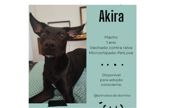 Akira Cachorrinho sem raça definida, pretinho, muito espertinho, de 1 ano de idade e castrado