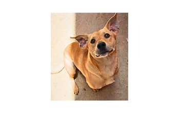 Amigo Cachorro sem raça definida, de 4 anos de idade, pelagem amarela e pelo curto, muito alegre e dócil.
