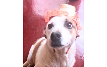 Amora Cadelinha sem raça definida, de pelagem branca com manchas em caramelo, castrada, de 4 anos de idade e muito fofinha.