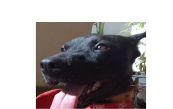 Akira Cachorro sem raça definida, pelagem curta na cor preta e de porte grande