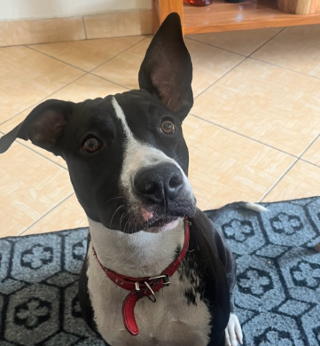 Athena Cachorro fêmea, pelagem preta mesclado com manchas brancas