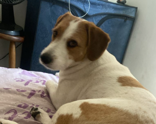 Aurora Cachorro fêmea, pelagem branca mesclada com manchas beges