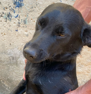 Belinha Cadela sem raça definida, de pelagem curta e preta, muito dócil e doida para ser adotada