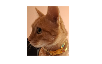 Belo Gatinho sem raça definida, laranja rajado, com olhos cor de mel, muito lindinho, castrado e de 8 anos de idade.