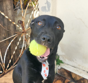 Cachorro (macho) pelagem preta