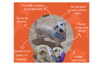 Cachorrinho peludinho, cor branca, raça Poodle e cheio de amor